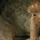 Illustration for article titled A 40,000 year-old sculpture made entirely from mammoth ivory